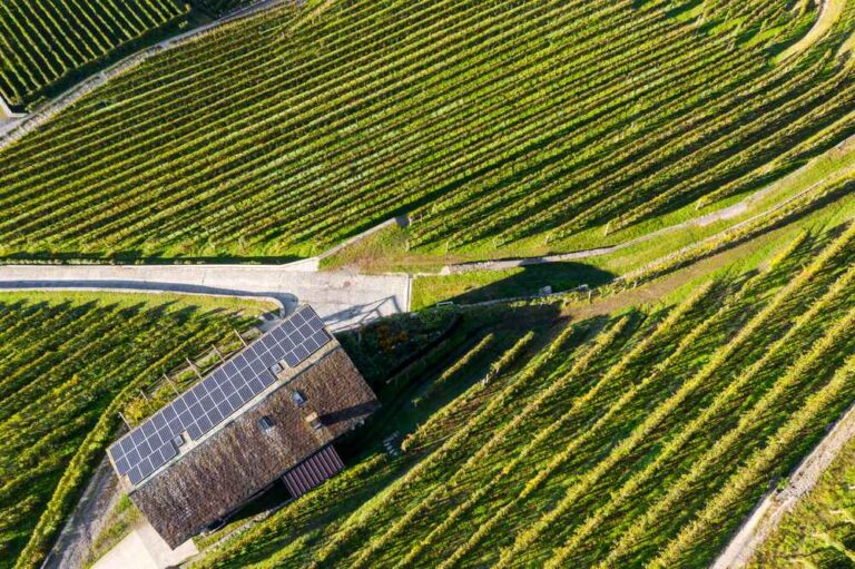 Vineyard with solar panels on agricultural outbuilding roof